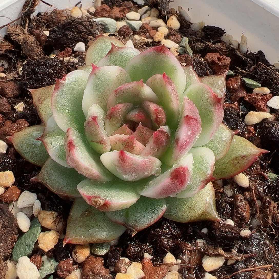 黑水晶锦，覆轮锦