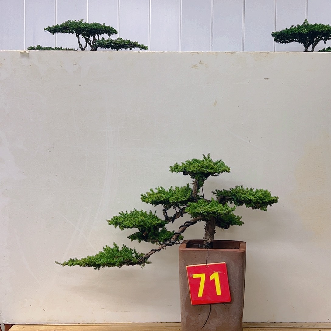 无花朵松柏类盆景珍珠柏