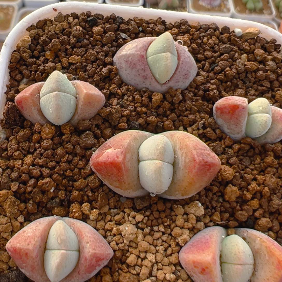 140多肉植物百科知识