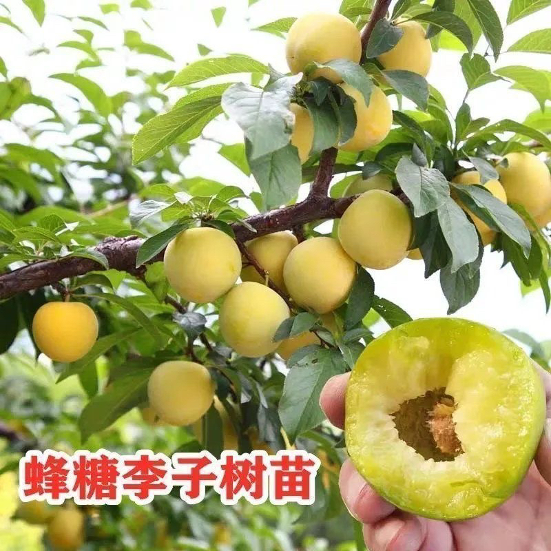 正宗李子苗盆栽地栽南北方种植现挖带土球发货