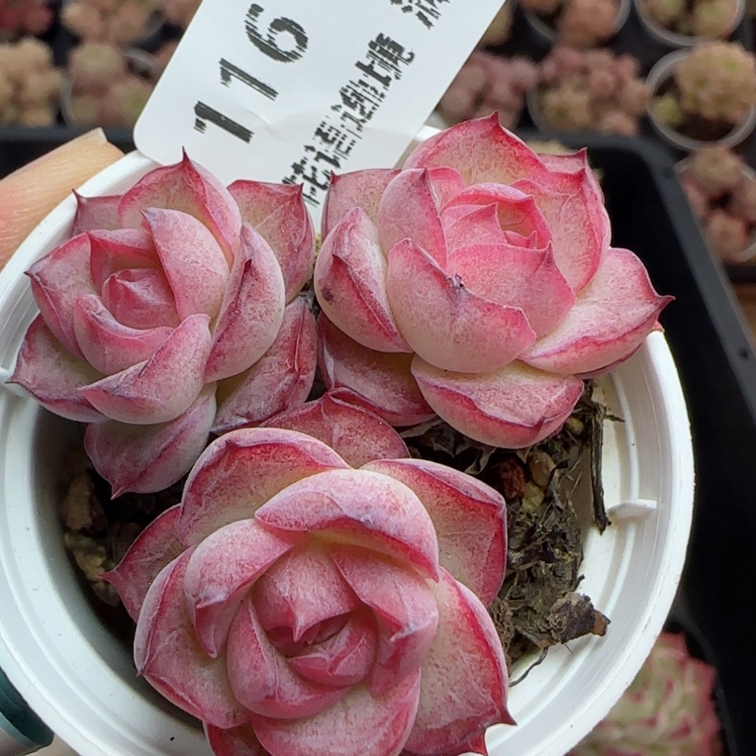 花语逸境0310-116