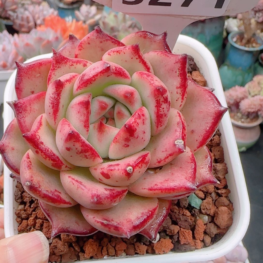 多肉植物5271……………….