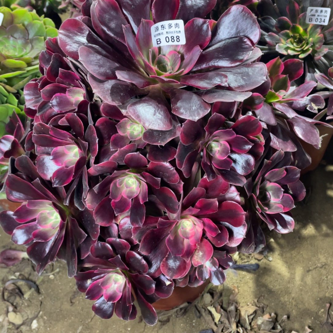 088凤冠多肉法师断枝不包