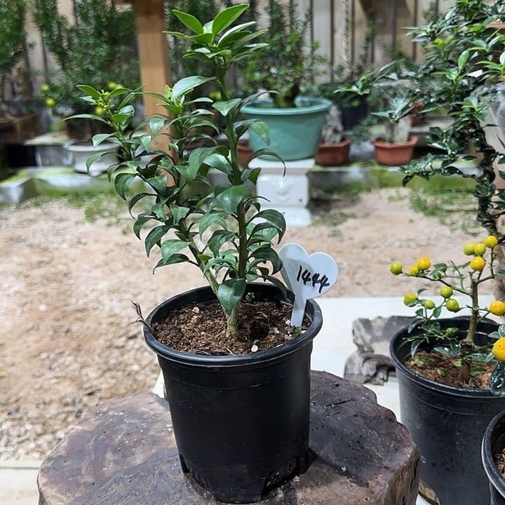 儒***酒直播间八房柑一物一拍