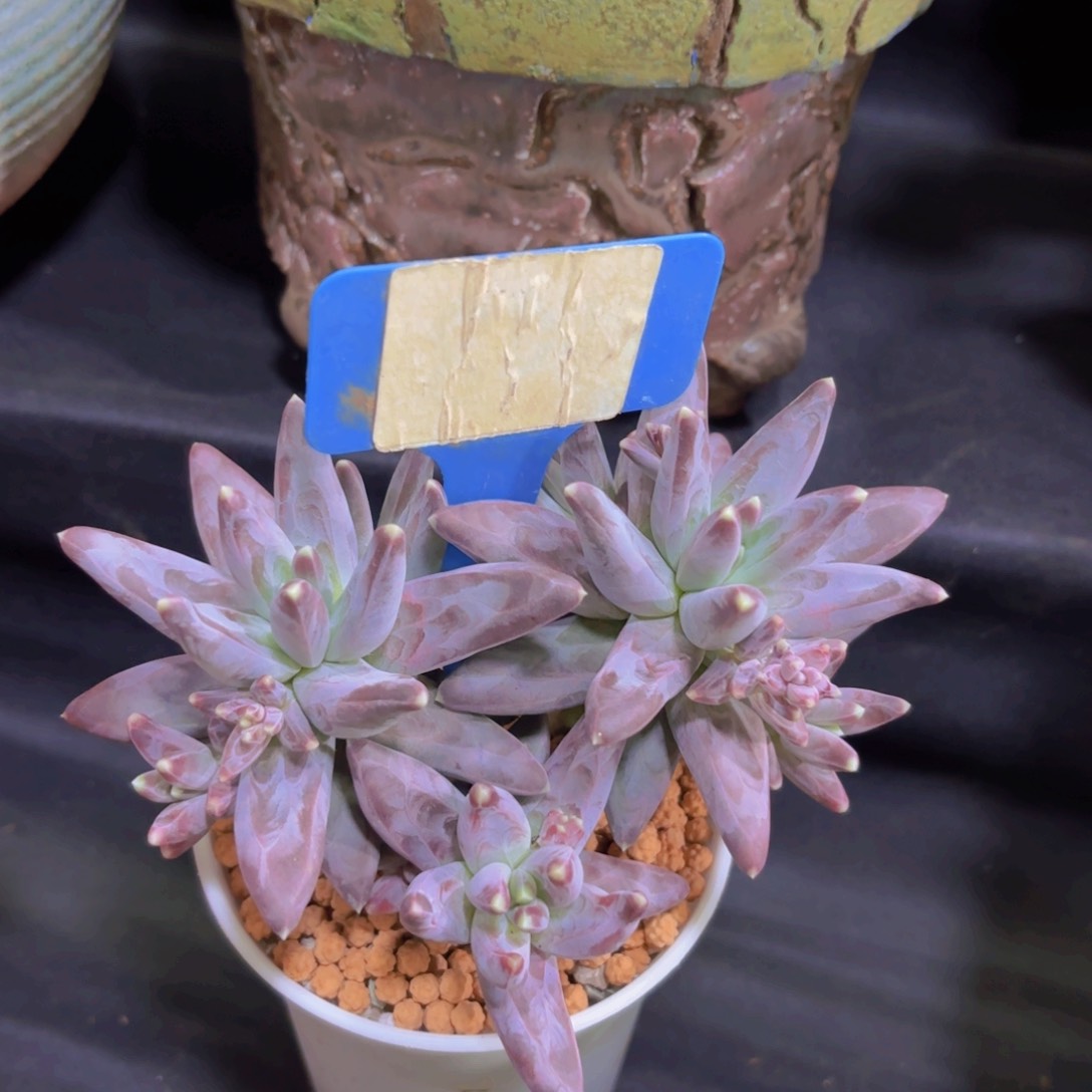 我的小可爱们都好可爱啊