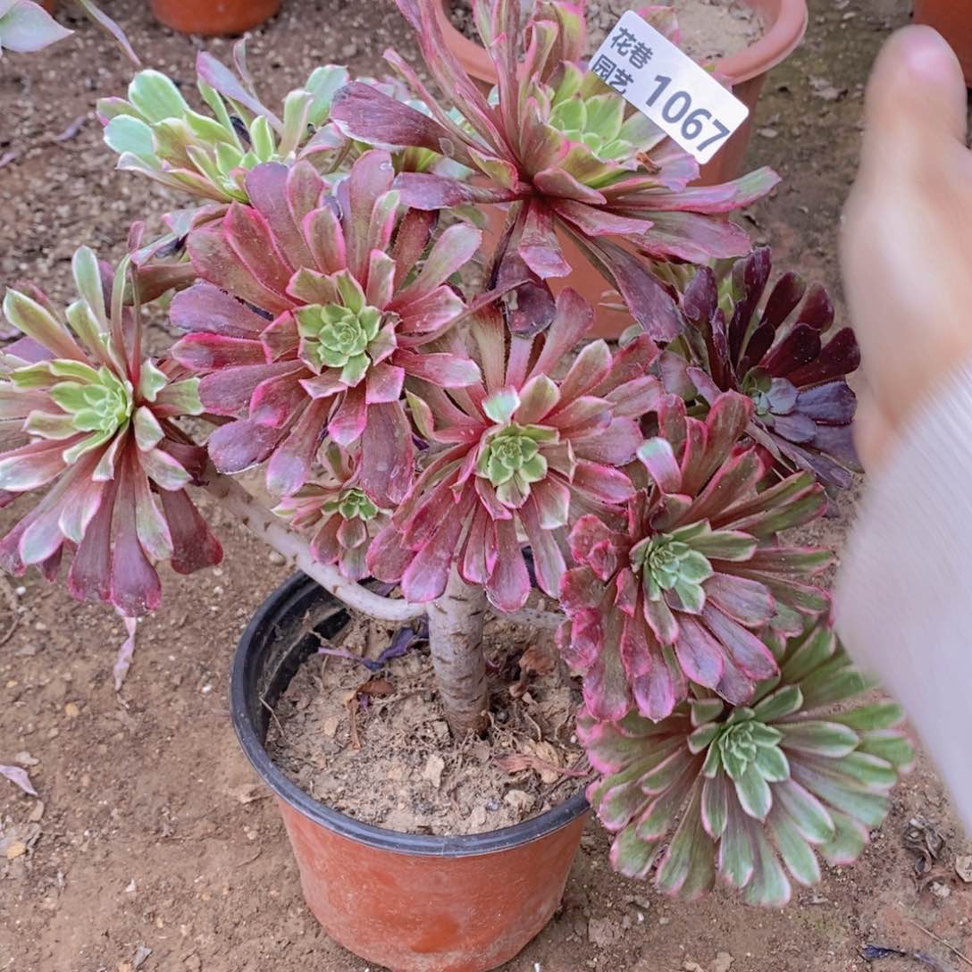 1067 号一物一拍多肉植物