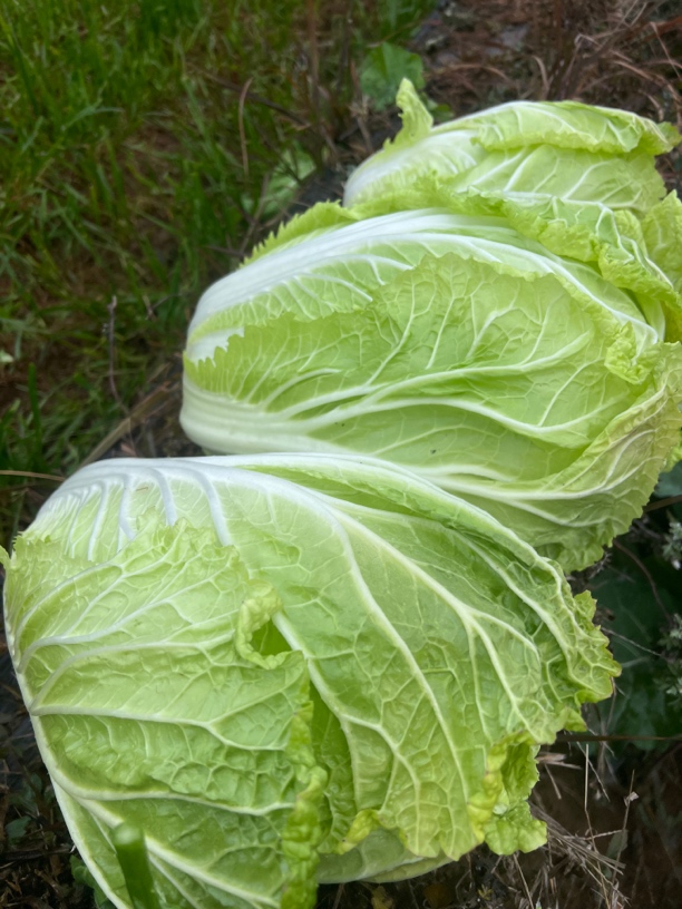 贵州高山农家露天种植大白菜