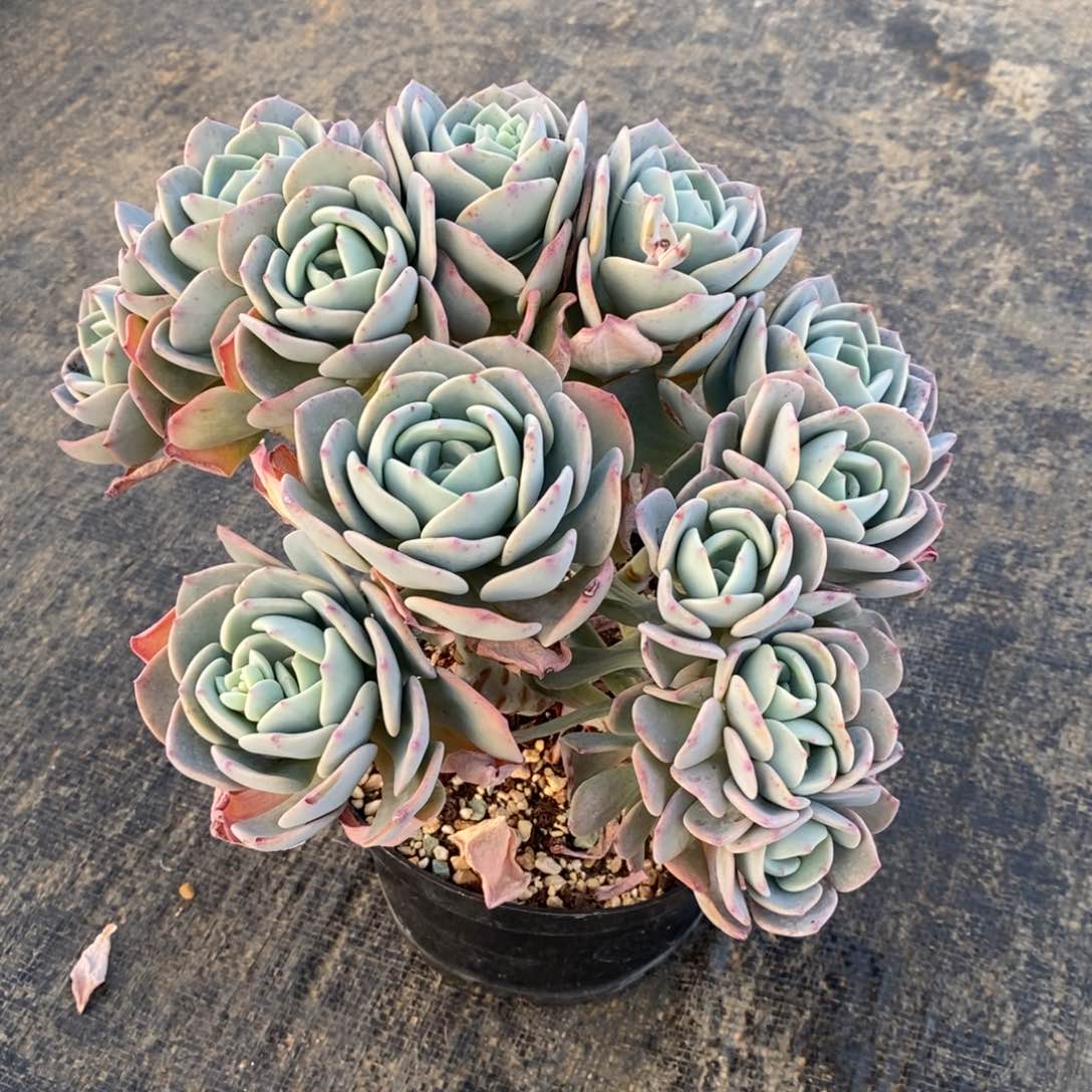 白月光朵朵，1234567894