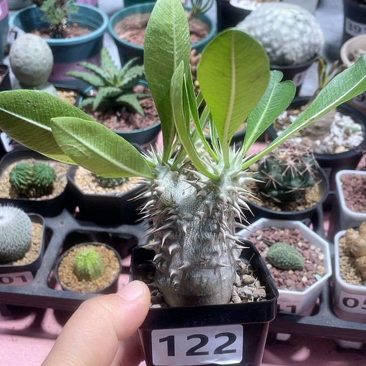 ꧁***꧂122西巴女王块根植物