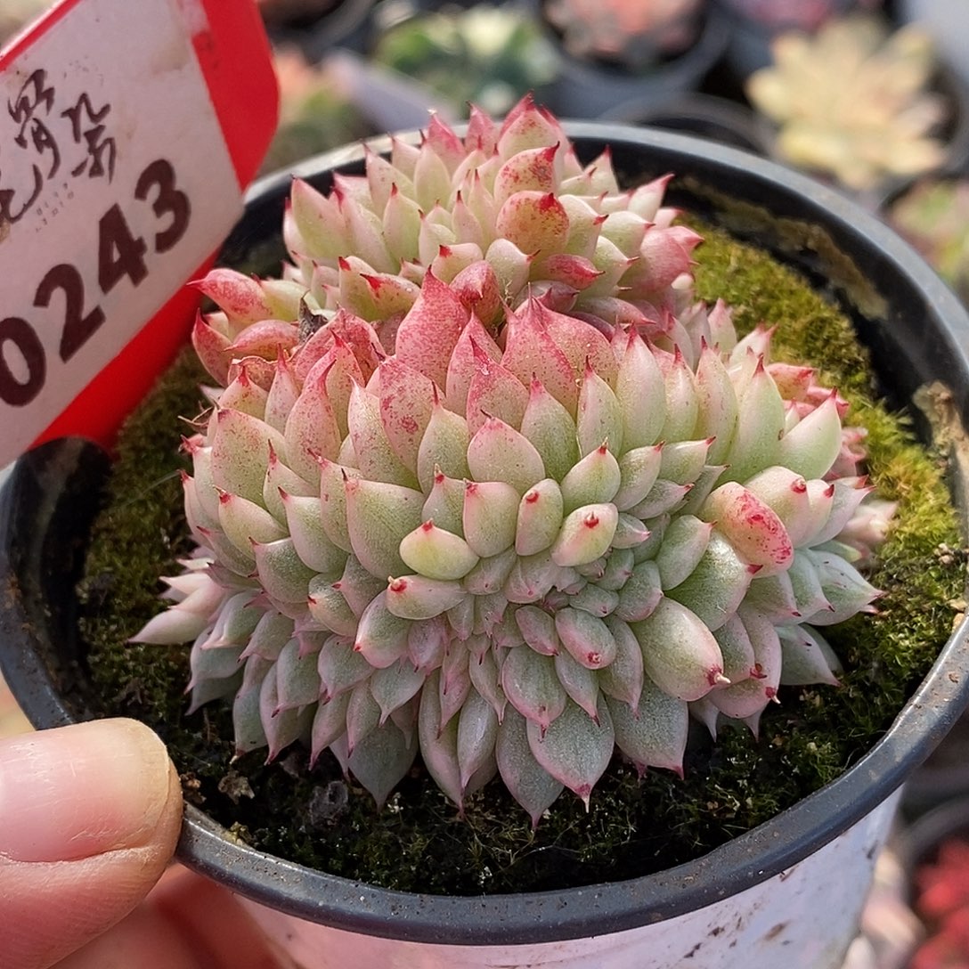 243哈哈哈哈哈哈哈哈