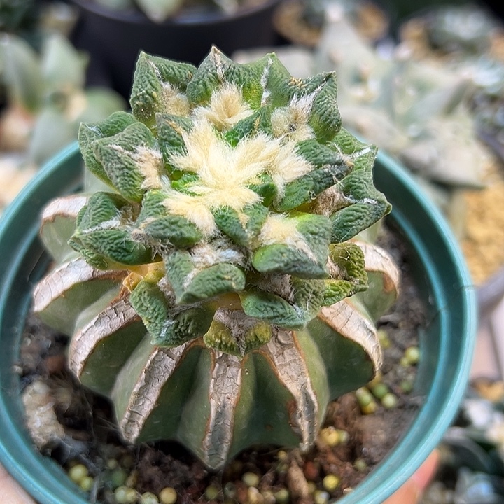 D***L70号苗接大尤黑5.6公分