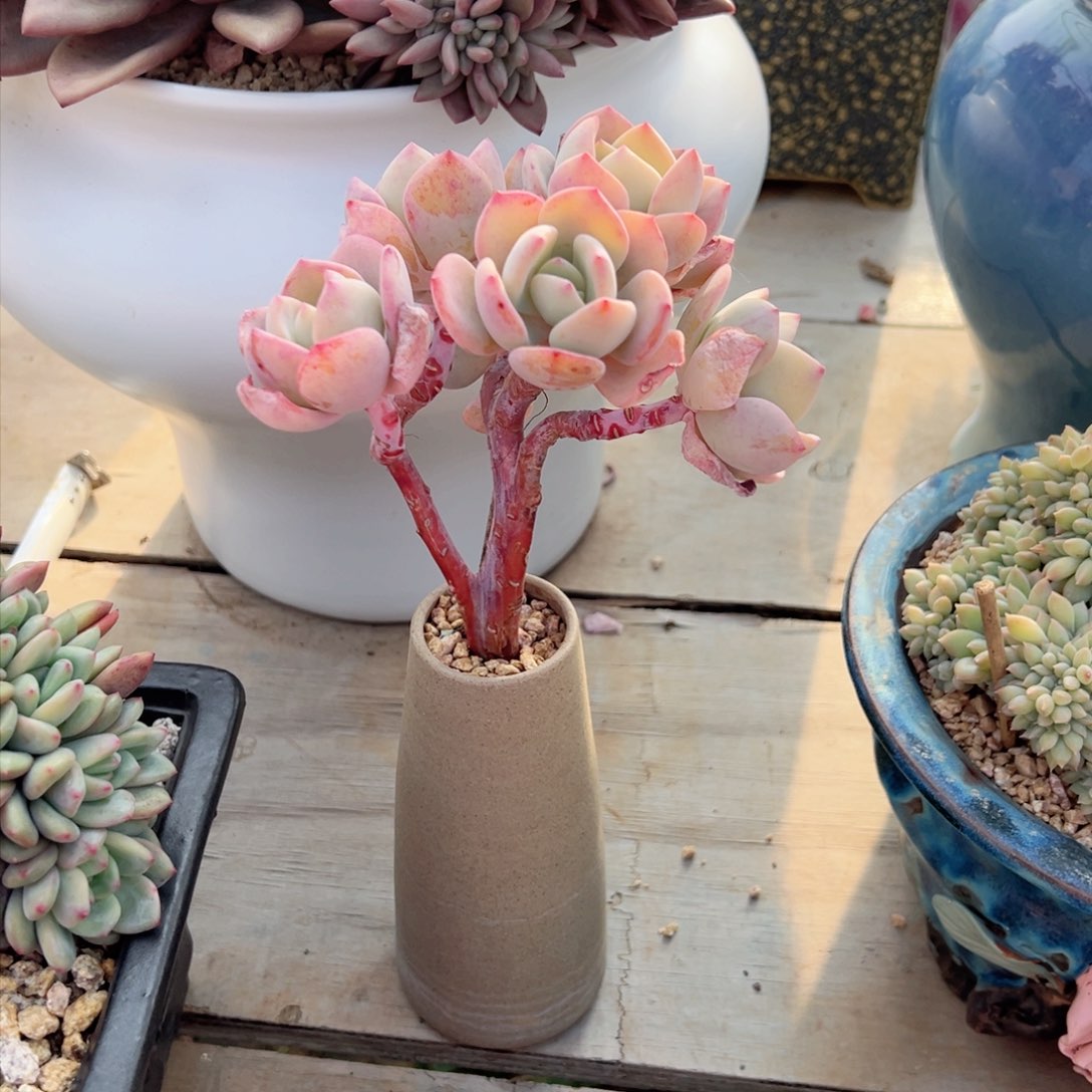 S****r白月光小朵朵多肉多肉