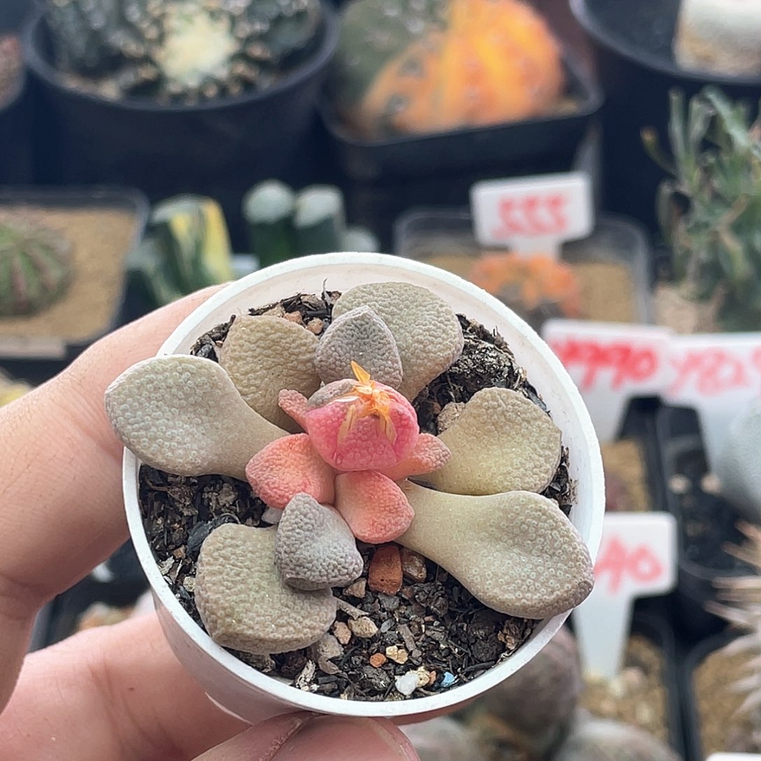 实生唐扇锦 致远多肉