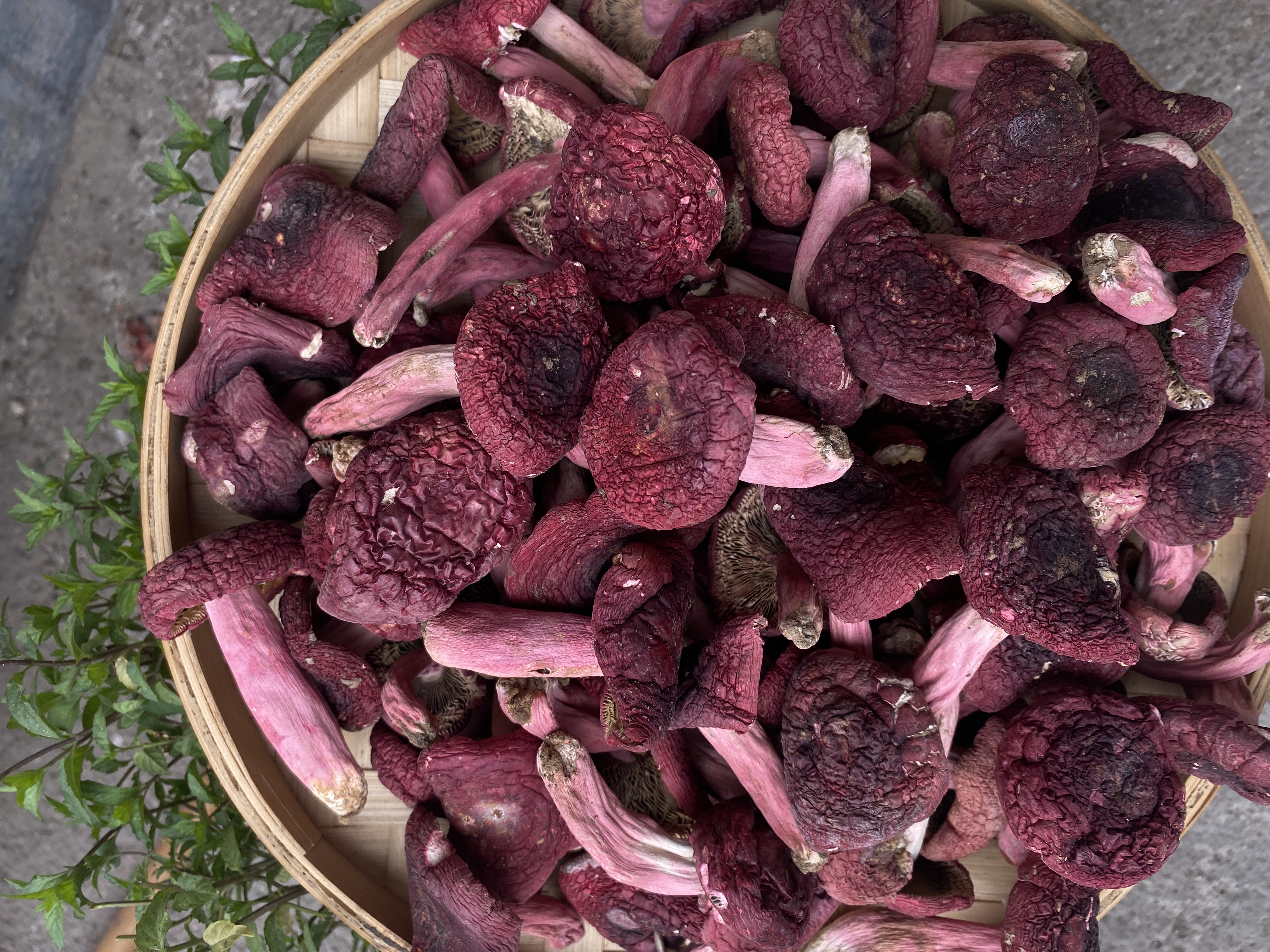 （2025年浪水新菇高货标菇）正宗广西浪水高山蓝底野生红菇 