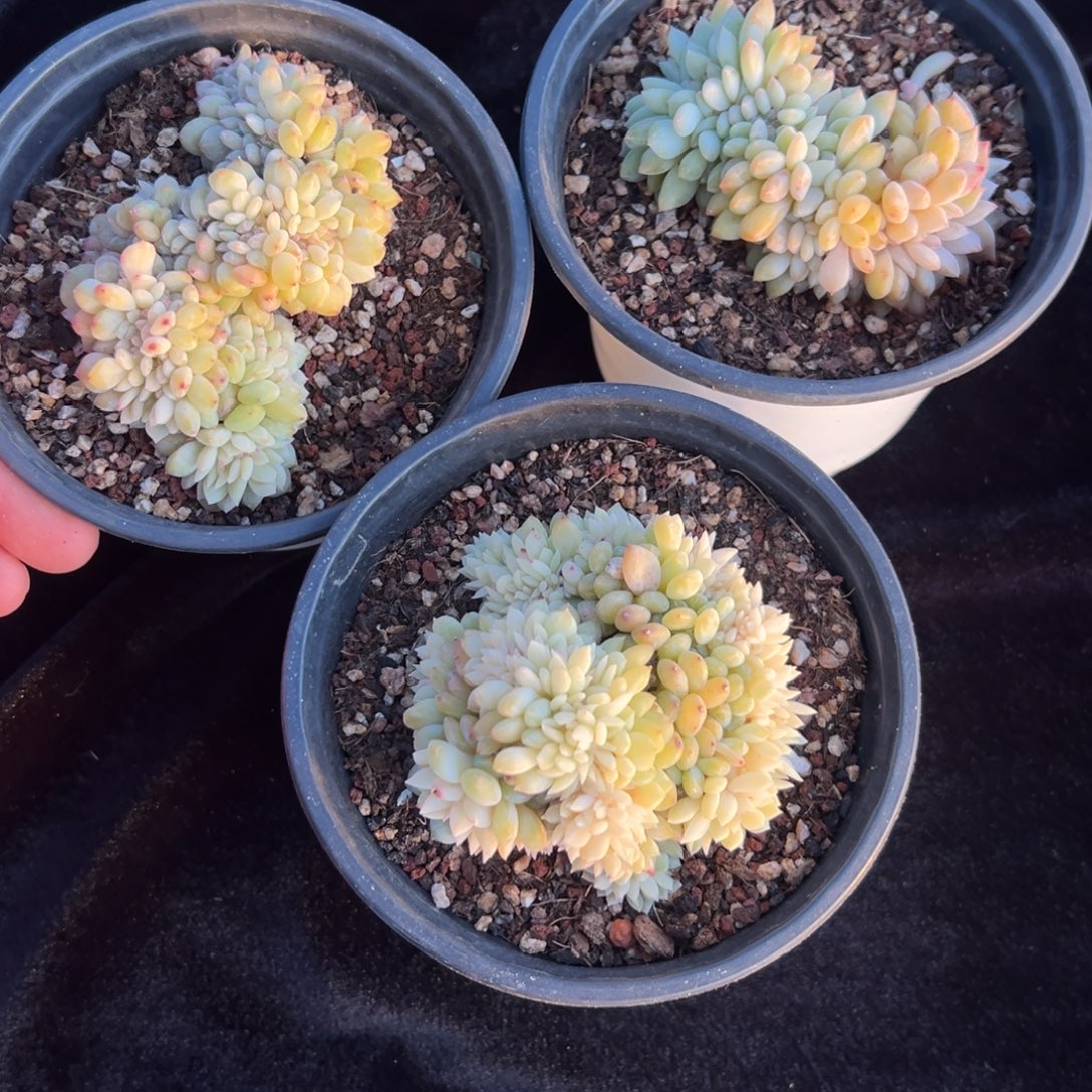  新年快乐新年快乐