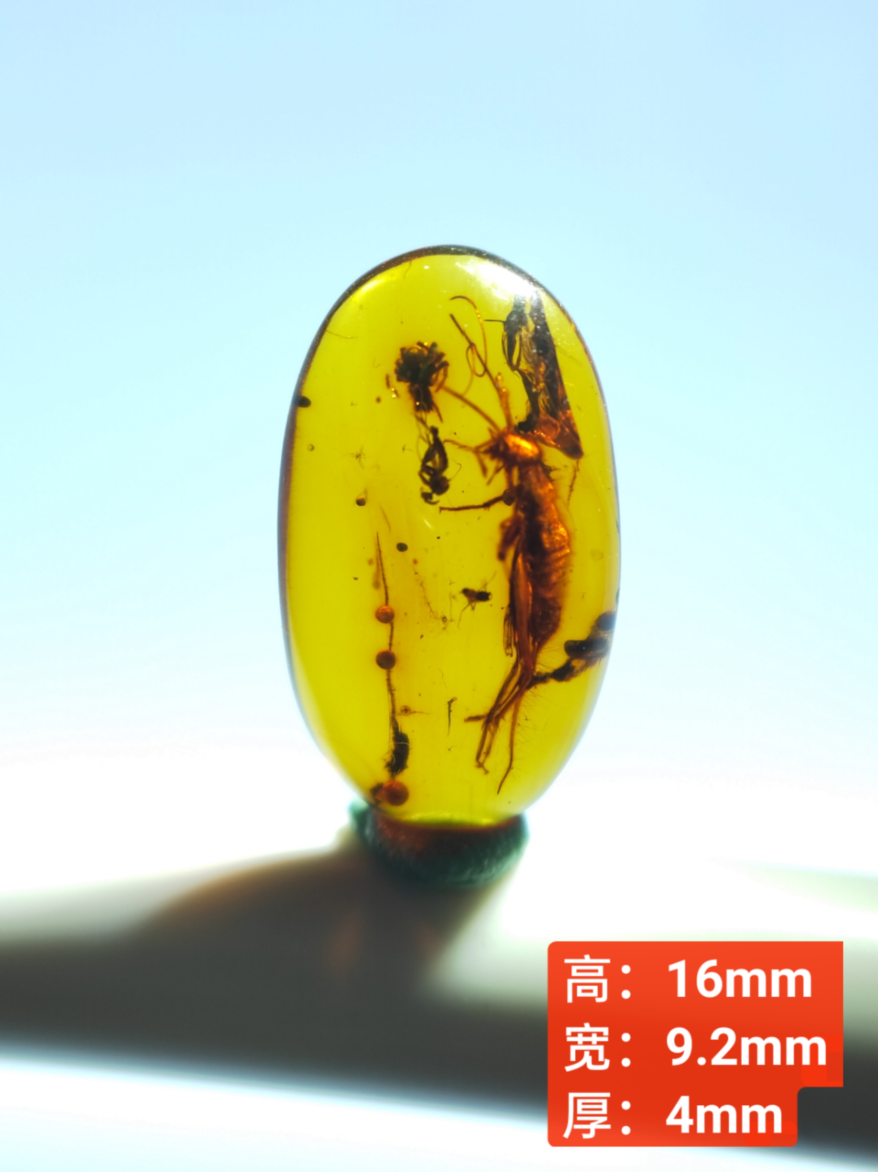 天然缅甸琥珀虫珀红蟋蟀捕食情景珀无优化保真
