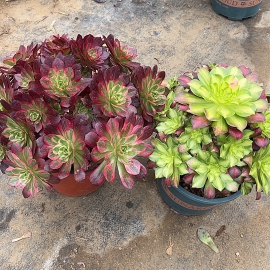 多肉植物组合两棵8