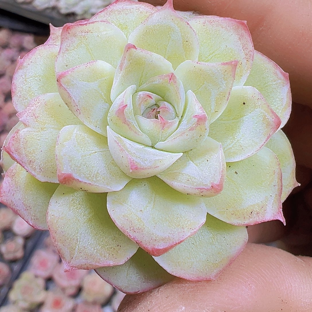 白体潘多拉5个19包邮