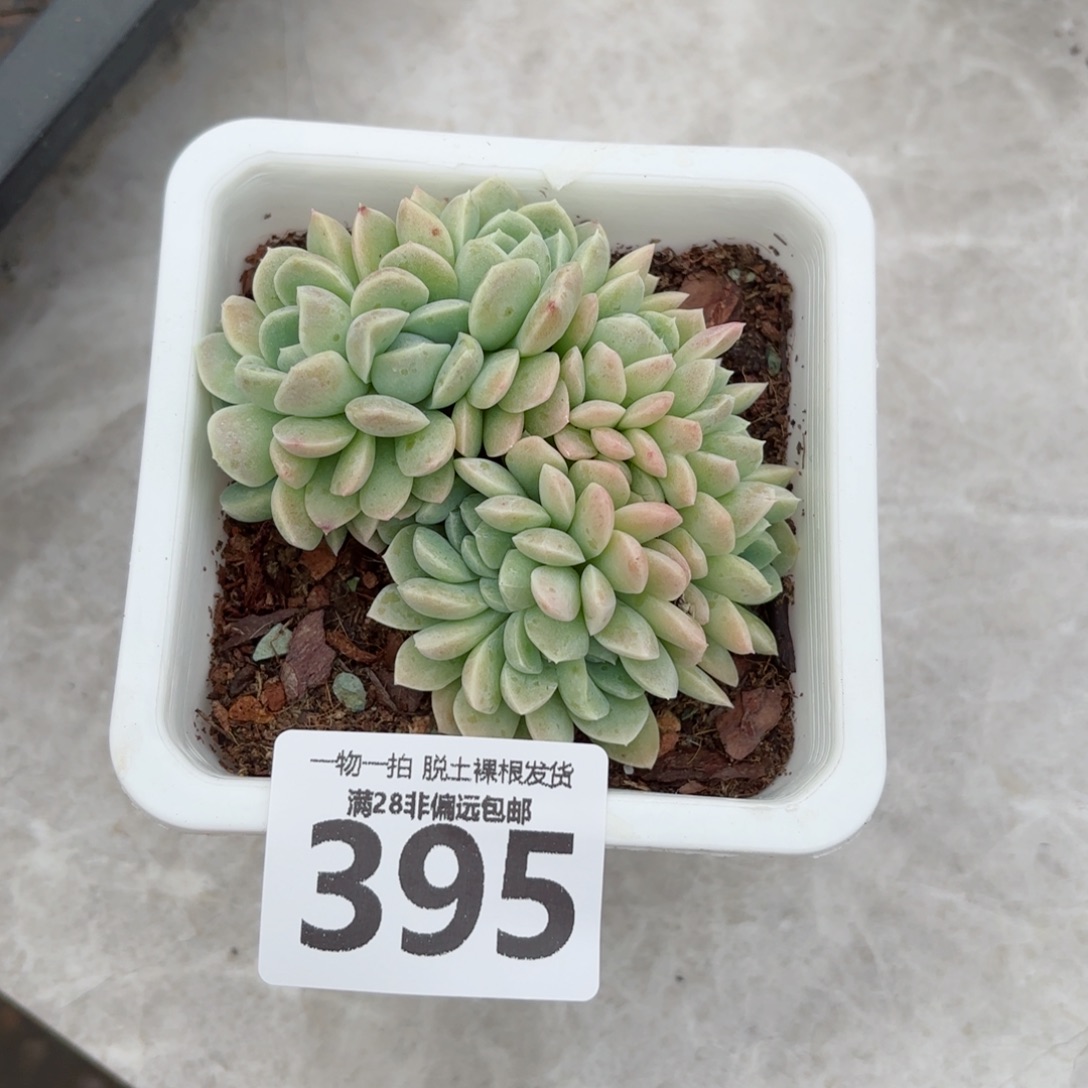 奶油美人缀化无盆土发货