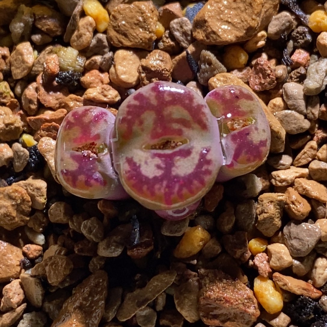 优选凤凰纹毛杂甜甜圈