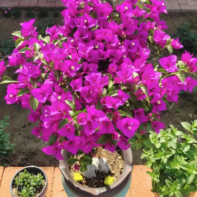 三角梅四季开花好养盆栽老苗不带花带护心土球发货