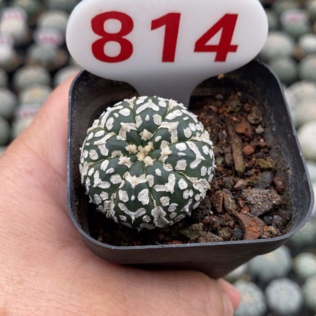 814浓白超兜V福利