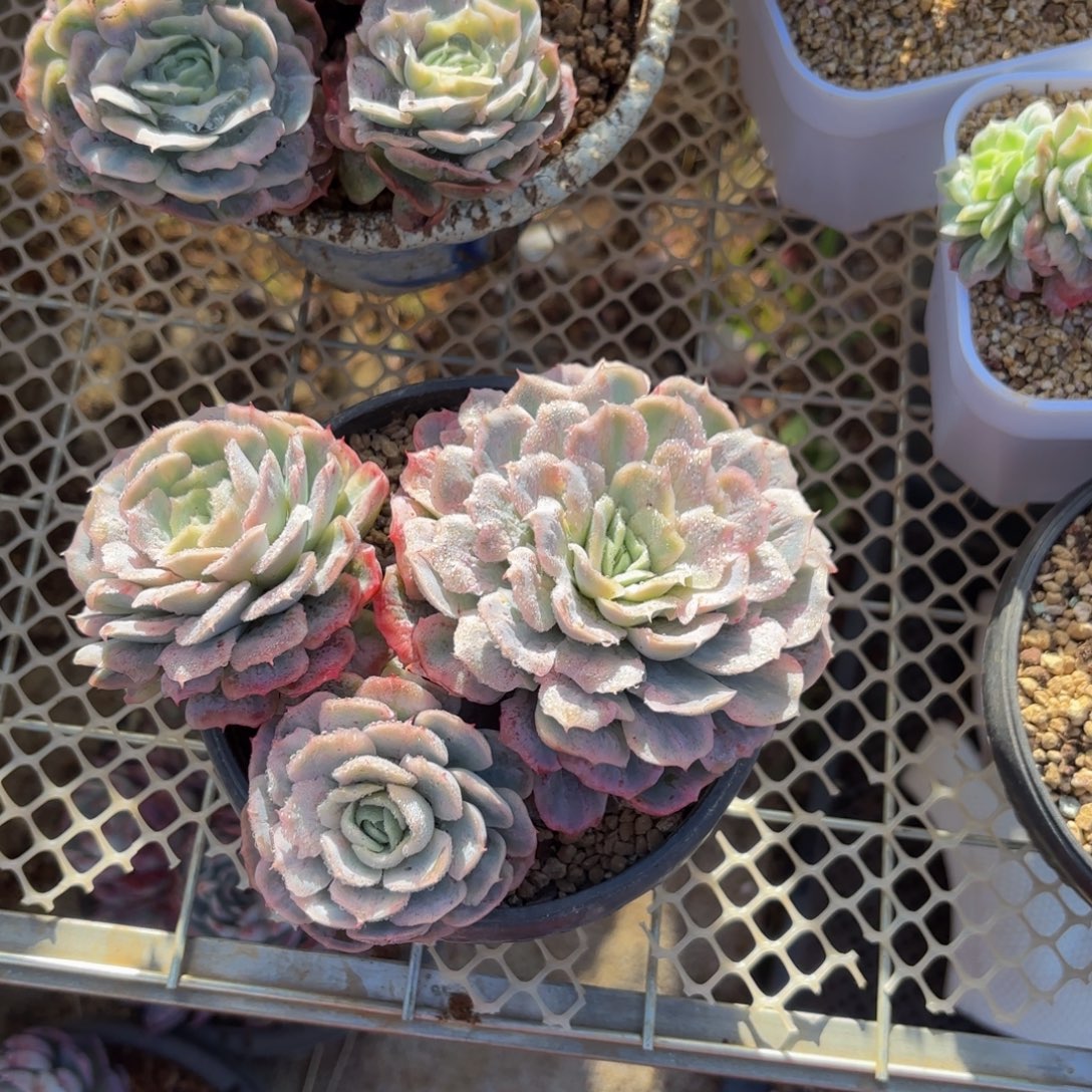 c***n哈哈哈哈哈哈哈哈哈哈哈哈哈