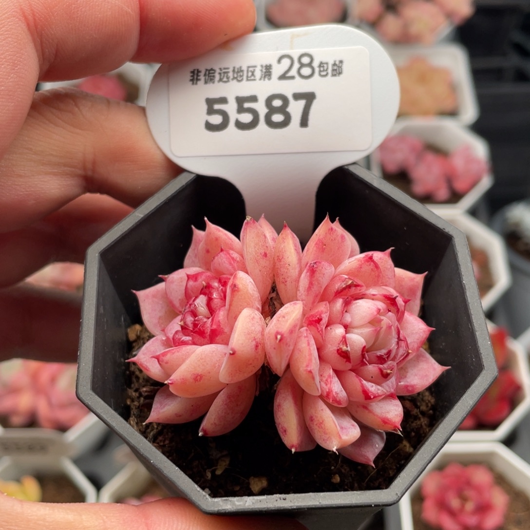 天鹅绒5587-6厘米