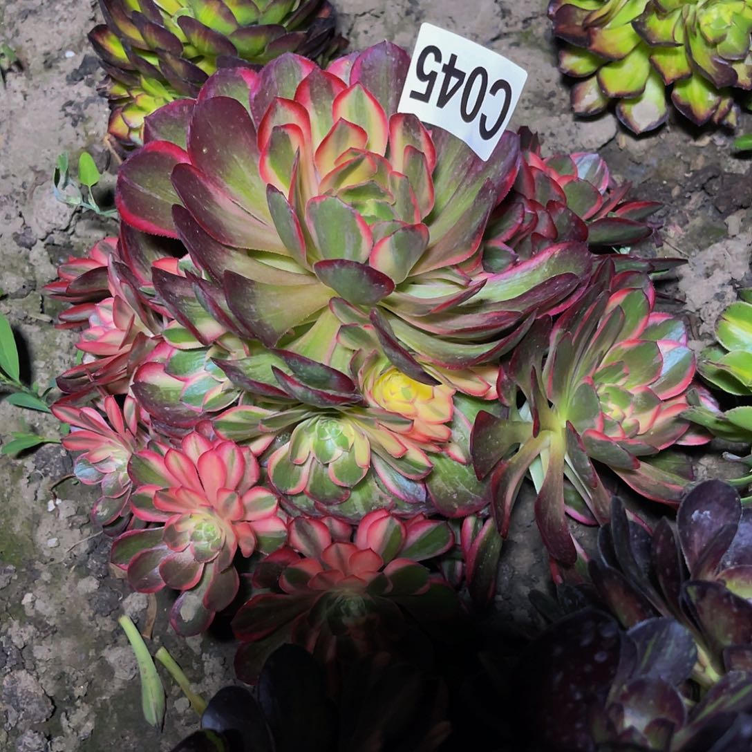 黑魔锦法师26—43包邮