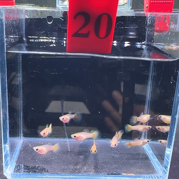 孔雀鱼20号，10条鱼