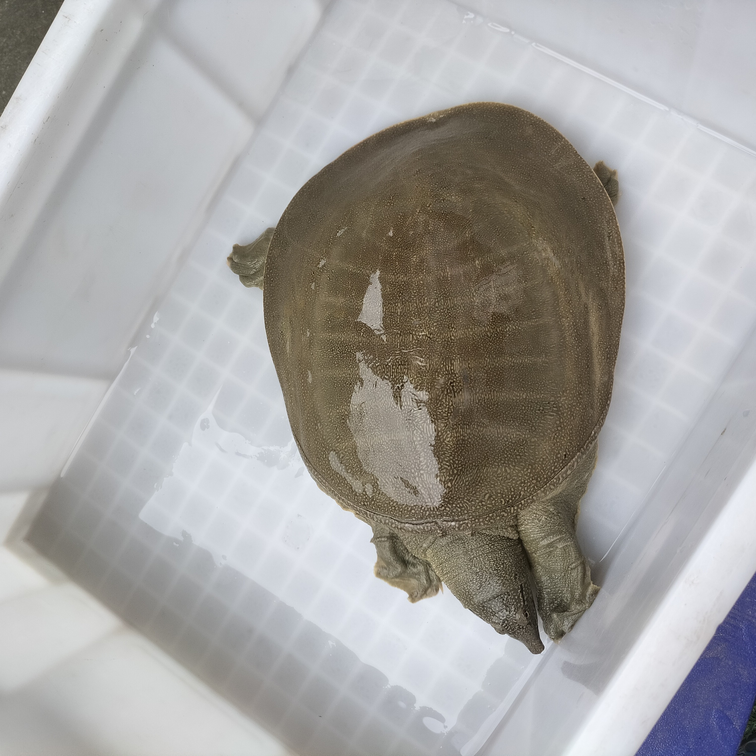 外塘甲鱼鲜活发货生态散养顺丰包邮到家