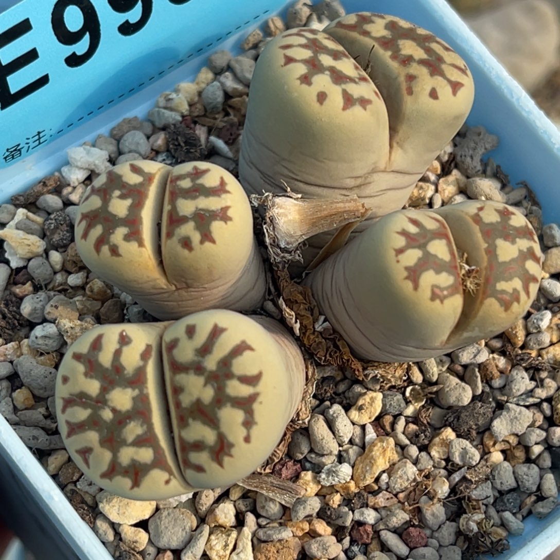 9986四头丽虹群一颗