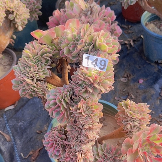 *****多肉植物一个女巫追