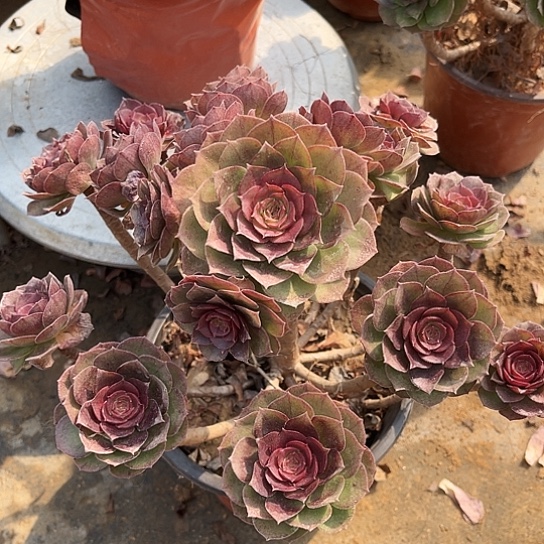 多肉植物糖心法师6