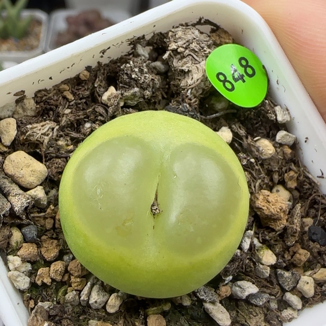 拉登2.4+瑕疵多肉植物848