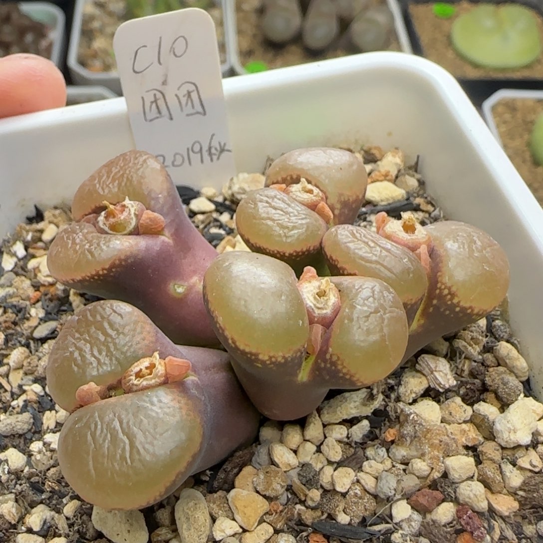 C10团团种源白花多肉695