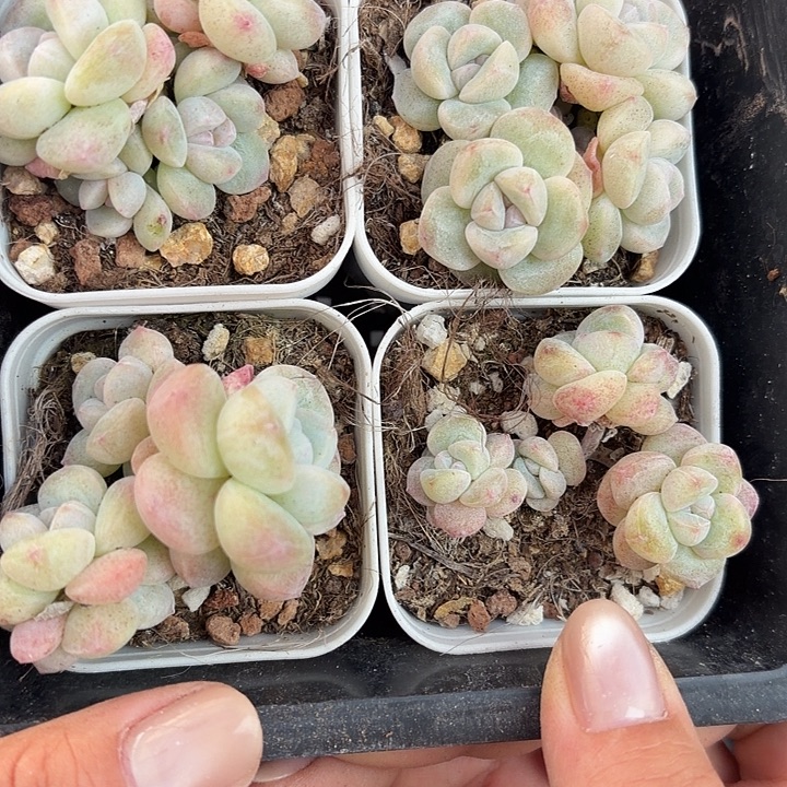 145 号到手1框一物一拍