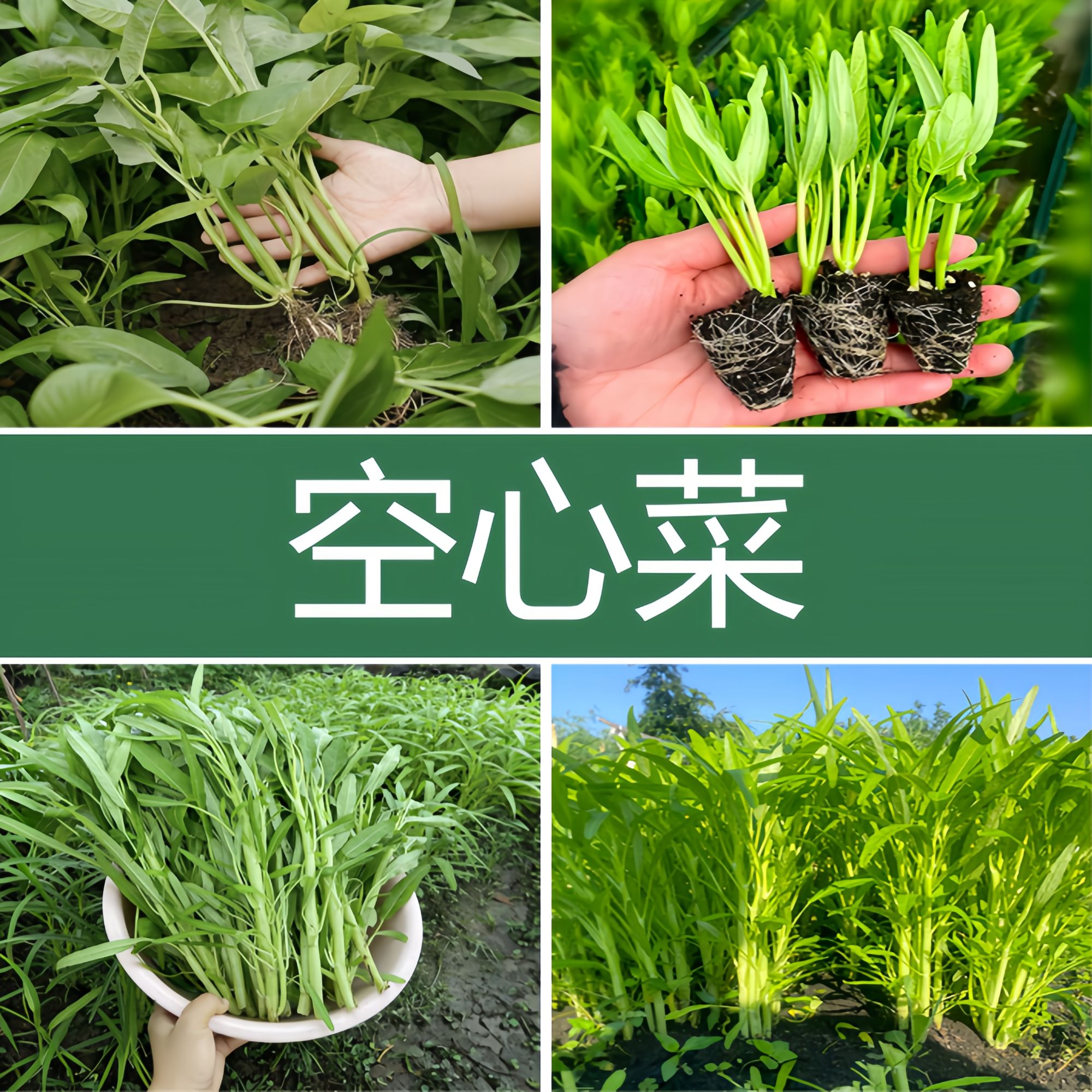 空心菜秧苗三叉空心菜柳叶空心菜带土四季可种种苗苗场基地直发