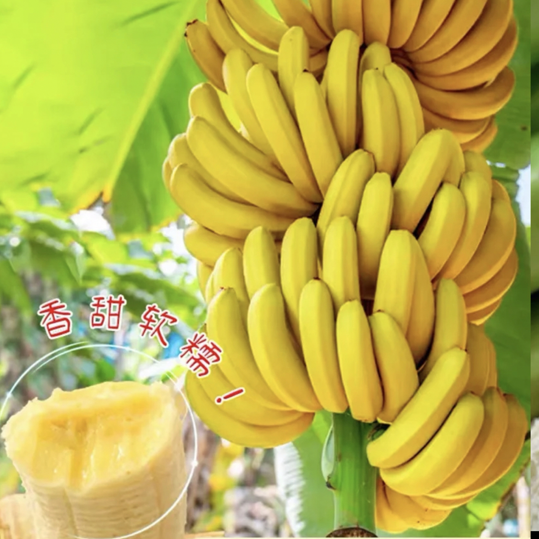 广西香蕉苗中蕉9号香蕉苗粉蕉苗香蕉苗可盆栽地栽南北可种植