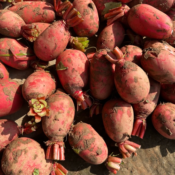 新鲜红皮白心萝卜春不老白圆萝卜特产四川泡菜腌制专用农家自种