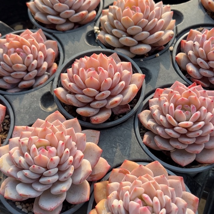 新疆包邮 玉芙蓉