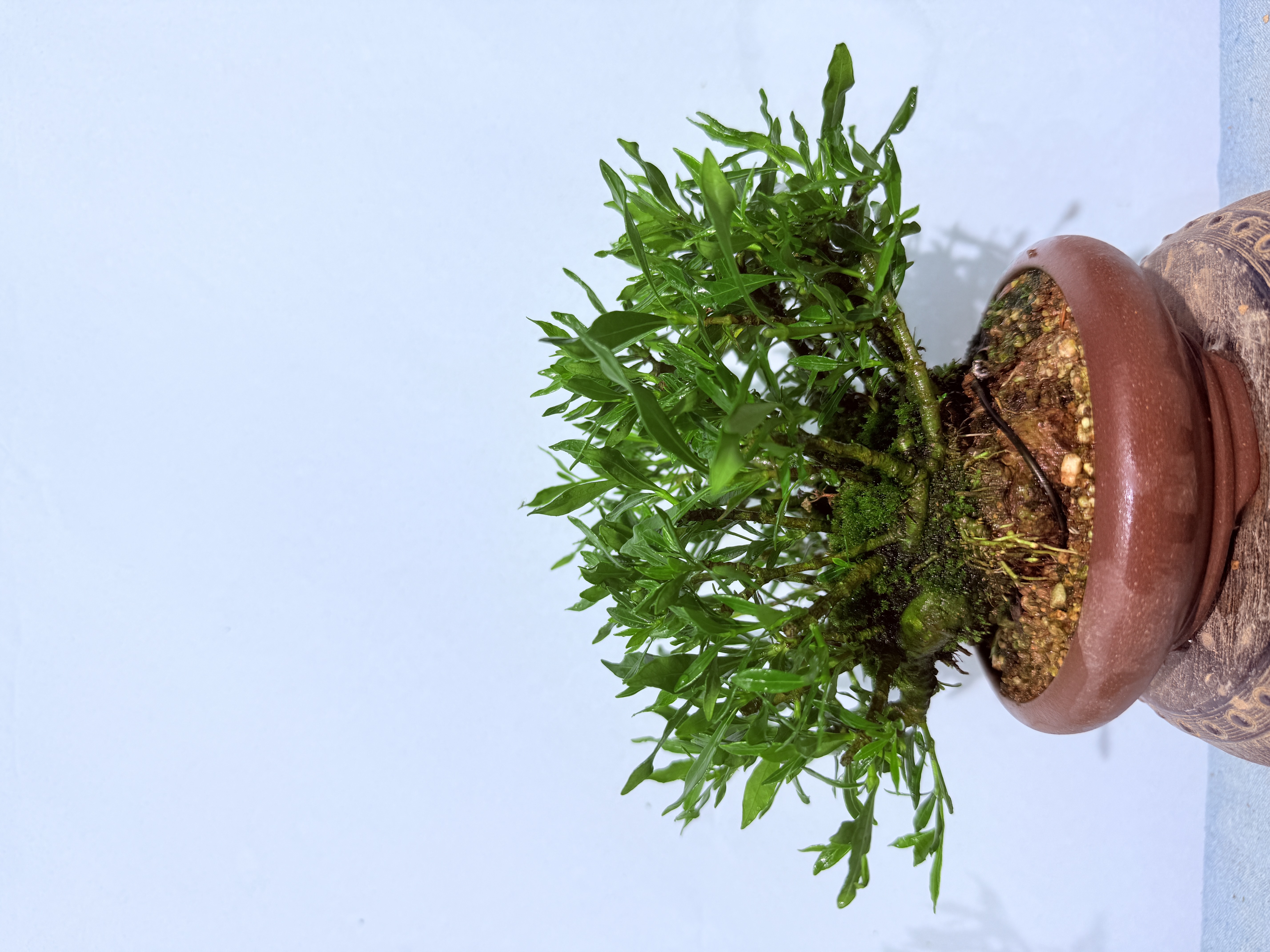 栀子花微盆景室内庭院户外花卉绿植观赏盆景开花漂亮