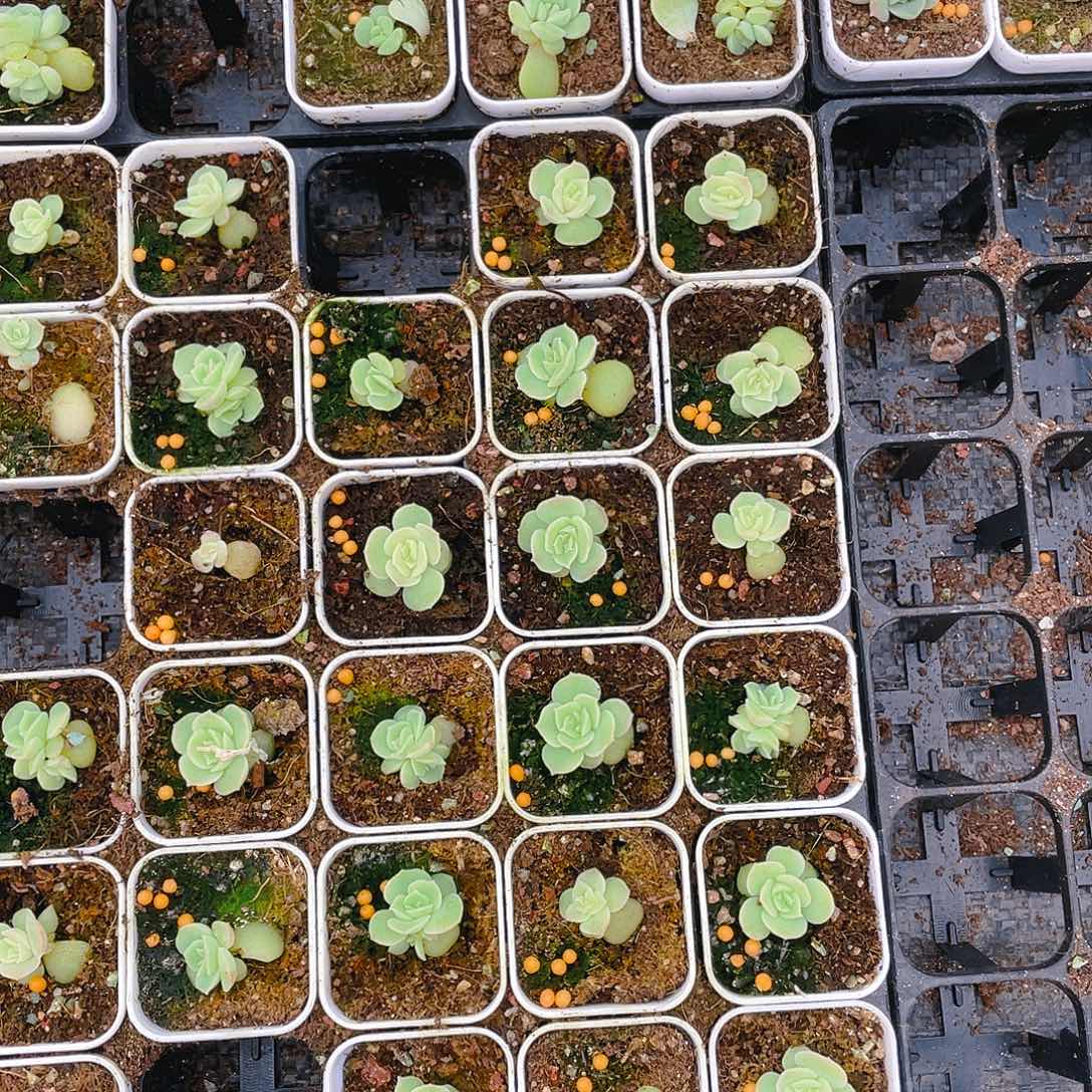 虾饺盆一个满25包邮