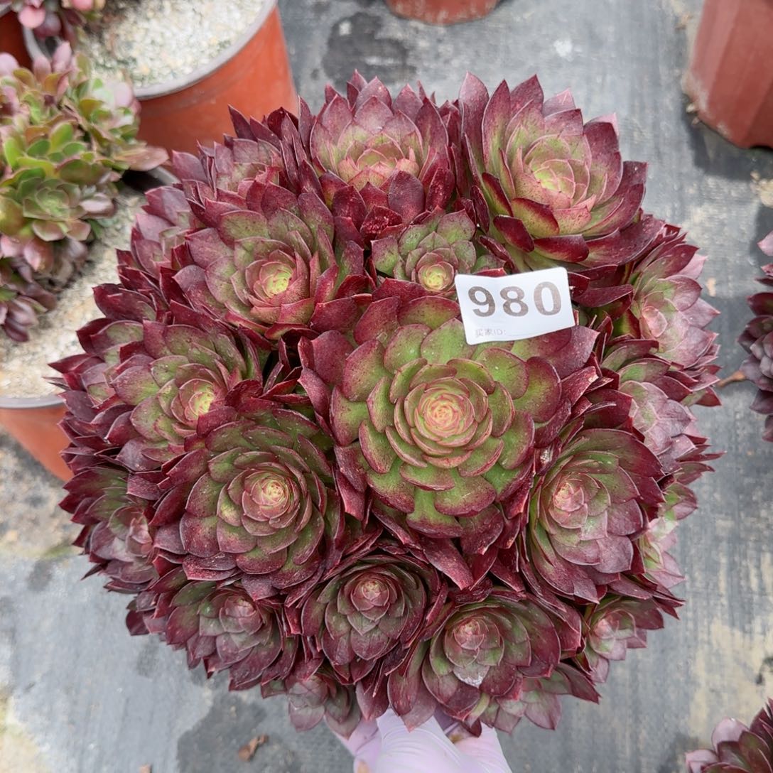 诗*980多肉植物若桃