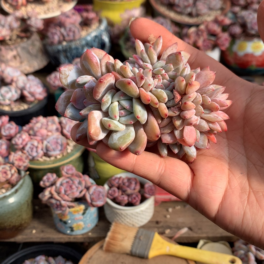 哈哈哈哈哈哈哈哈9