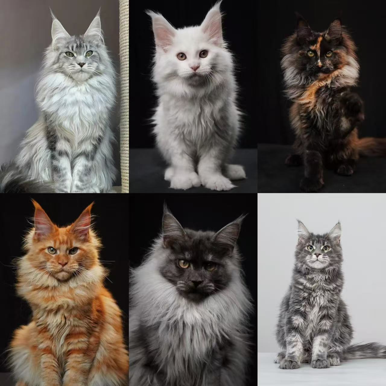 纯种大体型缅因猫竞拍专场
