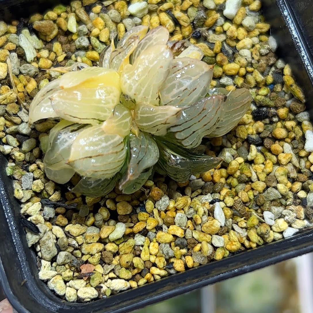 八**臼红红火火恍恍惚惚