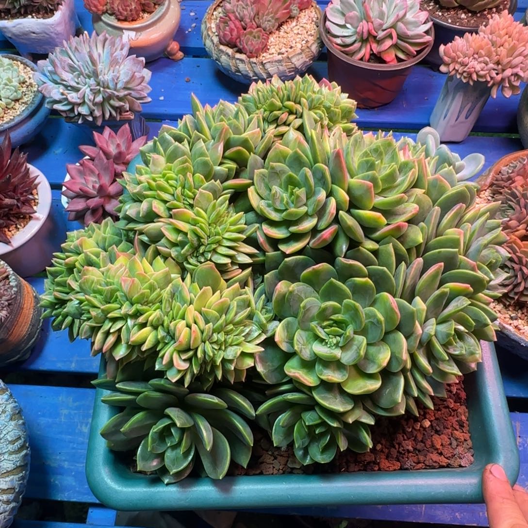 好吧那你南京南京南京011