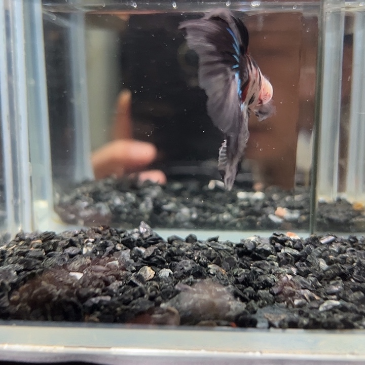 斗鱼跑单拉黑7日1