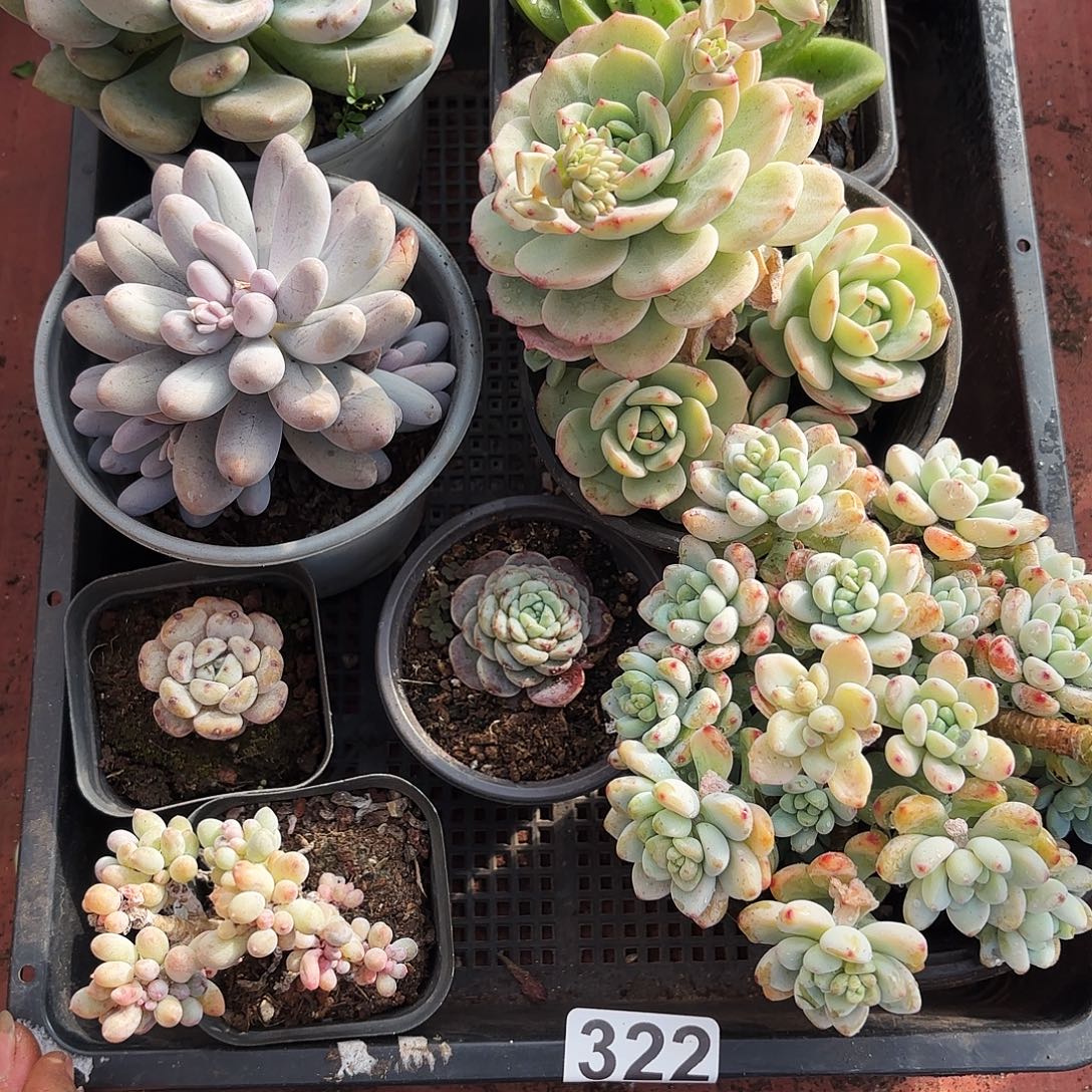 多肉植物空牌322号